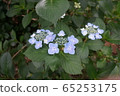 hydrangea   65253175
