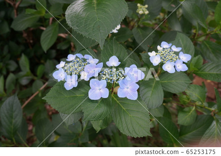 hydrangea hydrangea 65253175