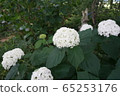 hydrangea   65253176