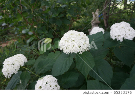 hydrangea   65253176