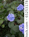 hydrangea   65253178