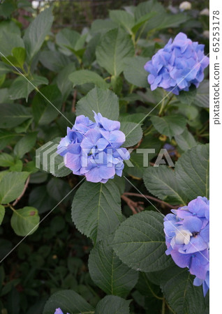 hydrangea hydrangea 65253178