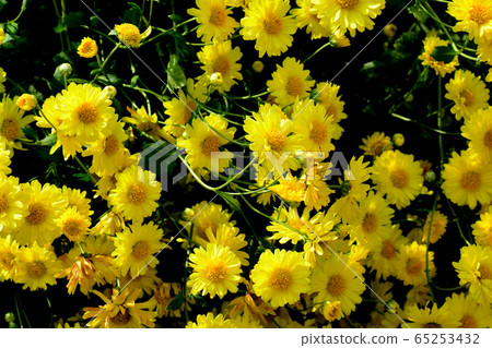 Chrysanthemum morifolium Ramat is a perennial herb Chrysanthemum morifolium Ramat is a perennial herb 65253432
