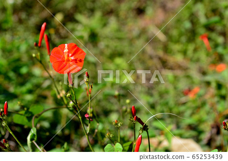Ipomoea hederifolia is a species of herbaceous 65253439
