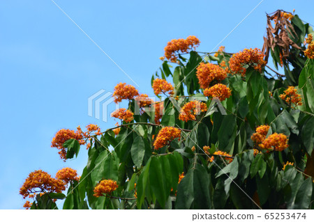 Yellow Saraca or Saracca thaipingensis Cantley ex Yellow Saraca or Saracca thaipingensis Cantley ex 65253474