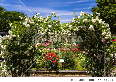 Blooming roses 65253704