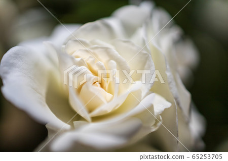 Blooming roses 65253705