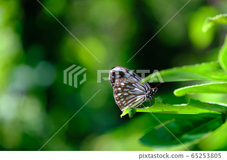 Ryukyu Asagi Madara on the leaf 65253805