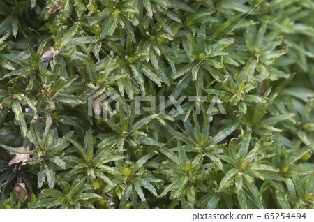 Moss (Atrichum undulatum) Moss (Atrichum undulatum) 65254494