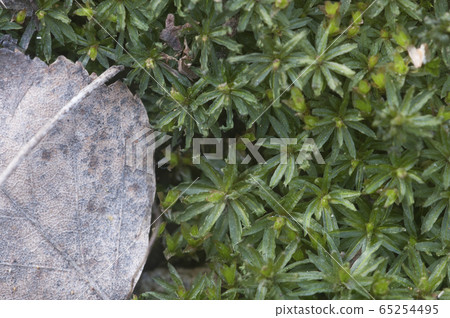 Moss (Atrichum undulatum) Moss (Atrichum undulatum) 65254495