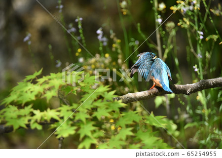 翠鳥4980 翠鳥4980 65254955