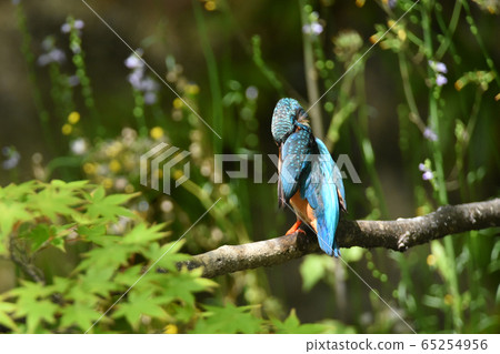 翠鳥4982- 65254956