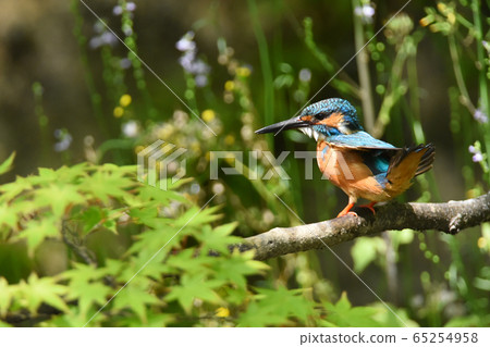 翠鳥4984- 65254958