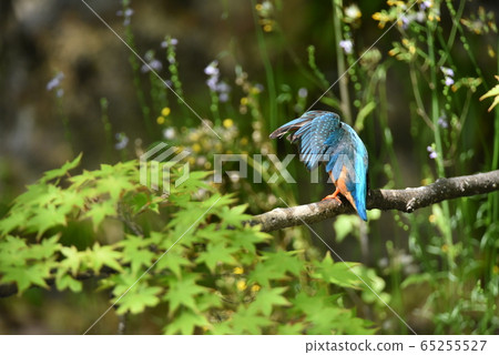 Kingfisher 4944 Kingfisher 4944 65255527