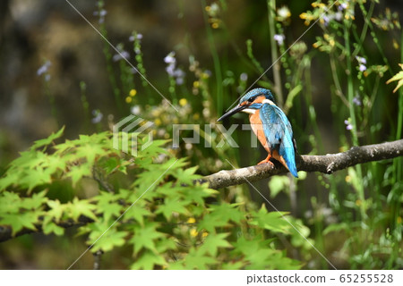 Kingfisher 4945 65255528