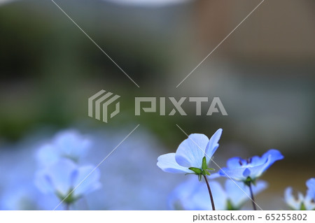 喜林草 喜林草 65255802