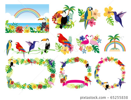 Tropical image illustration set 65255838