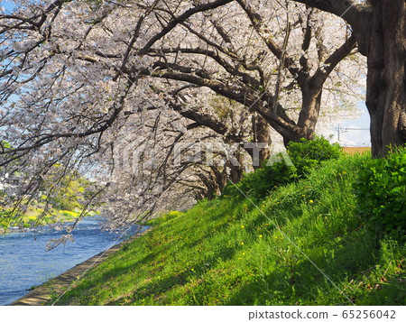 Ryugufuchi row of cherry trees Ryugufuchi row of cherry trees 65256042