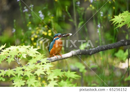 Kingfisher 4828 65256152