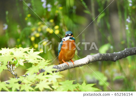 Kingfisher 4829 65256154