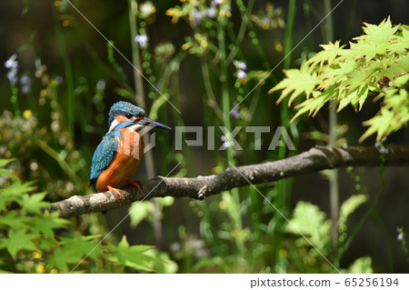 Kingfisher 4902 Kingfisher 4902 65256194