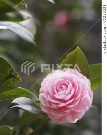 少女山茶花像玫瑰 65256321