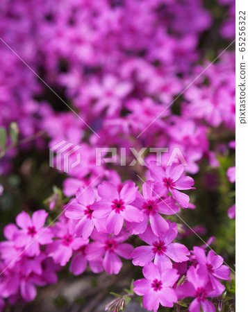 青苔泥漿特寫鏡頭 65256322