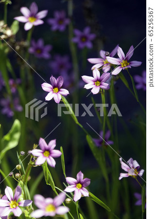 粉紅石榴 粉紅石榴 65256367