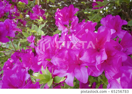 Azalea of Gohonmatsu Park Azalea of Gohonmatsu Park 65256783