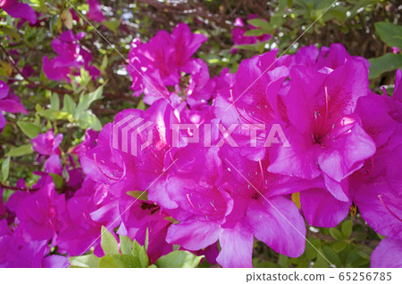 Azalea of Gohonmatsu Park 65256785