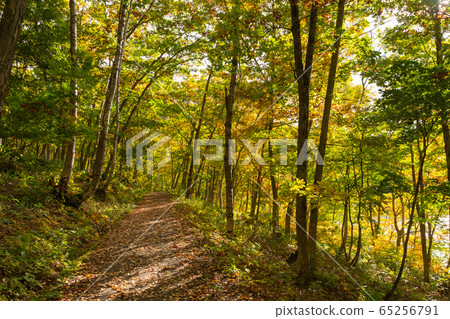 Autumn leaves of Shiga Kogen Sunshine Trail / Yamanouchi Town, Nagano Prefecture Autumn leaves of Shiga Kogen Sunshine Trail / Yamanouchi Town, Nagano Prefecture 65256791