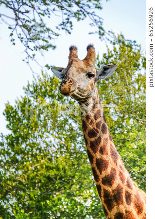 A giraffe with big sleep eyes looks on curiously 65256926