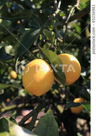 Setonai lemon Setonai lemon 65256981
