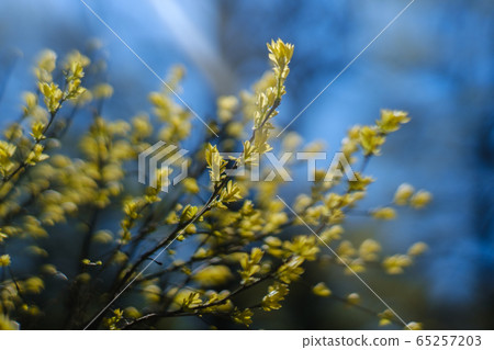 Fresh leaves on a large bush in a park in spring Fresh leaves on a large bush in a park in spring 65257203