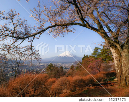 早晨從秘密地點拍攝的富士山 65257373