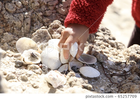 Seashepicking 65257709