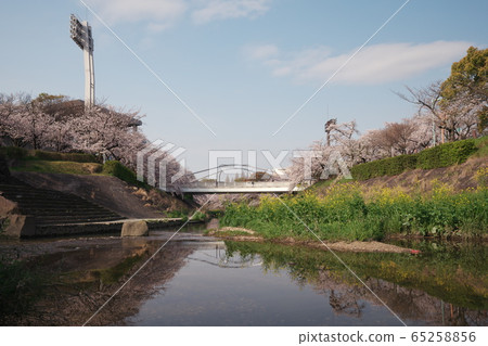 盛開的山崎河,新水橋 盛開的山崎河,新水橋 65258856