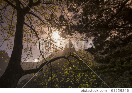 PORTUGAL MADEIRA SERRA DE AGUA LANDSCAPE 65259246