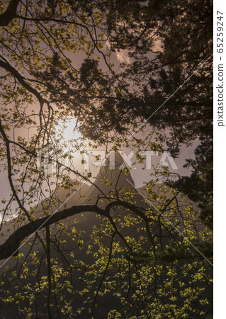 PORTUGAL MADEIRA SERRA DE AGUA LANDSCAPE 65259247