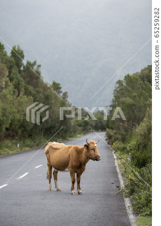 PORTUGAL MADEIRA RIBEIRA DA JANELA 65259282