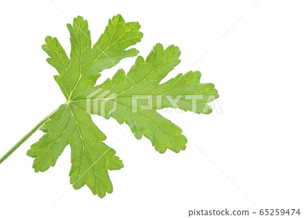 Rose geranium 65259474