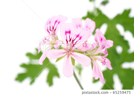 Rose geranium 65259475