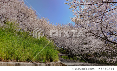 櫻花春天晴天無人機季節廣島九州西知宮宮崎崎島旅行廣告材料SNS 65259844