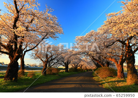 Tenshochi, a row of cherry blossom trees at sunset 65259950