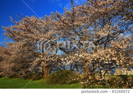 春季展覽獲獎櫻花 春季展覽獲獎櫻花 65260072