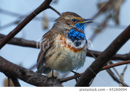 Bird - Bluethroat ( Cyanecula svecica ) sitting on 65260094