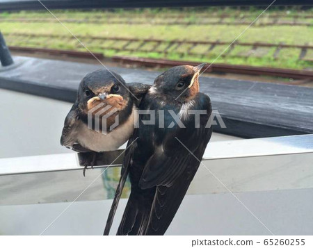 Tsubame Tsubame Wild Chicks 65260255