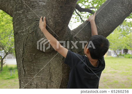 Elementary school students (5th grader) climbing trees Elementary school students (5th grader) climbing trees 65260256