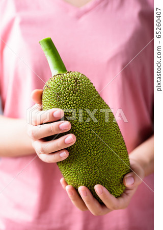 Young jackfruit holding by hand preparing for Thai food cooking, tropical fruit 65260407