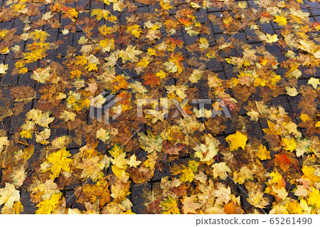 beautiful natural foliage beautiful natural foliage 65261490